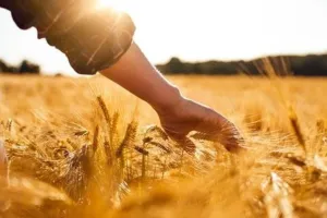 UP News: यूपी में भंडारण क्षमता और खरीद केंद्रों की संख्या बढ़ी, बिचौलिए खत्म