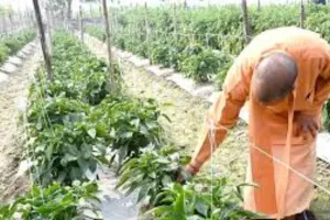 नवाचार से उन्नत खेती की राह आसान... फसल पुनर्चक्रण, टिश्यू कल्चर और आधुनिक तकनीक से बदल रही खेती की तस्वीर