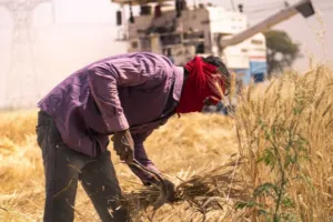 2025 में रिकॉर्ड तोड़ खाद्यान्न उत्पादन: अमेरिकी टैरिफ की मार के बावजूद चमका कृषि सेक्टर, 2026 में बीज-कीटनाशक बिल का इंतजार!