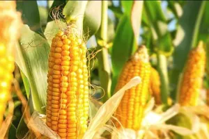 कानपुर में राज्य स्तरीय मक्का कार्यशाला आज, सूर्यप्रताप शाही करेंगे उद्घाटन