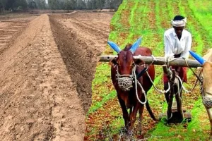 400 हेक्टेयर भूमि सुधारी, बढ़ेगा खेती का रकबा... भूमि संरक्षण विभाग ने आठ परियोजनाओं पर किया समतलीकरण