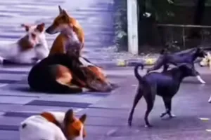 विश्वविद्यालय परिसरों में आवारा कुत्तों की रोकथाम अनिवार्य, नोडल अधिकारी करने होंगे नियुक्त 