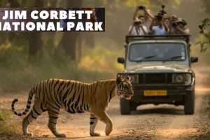 Jim Corbett National Park: नए साल के जश्न से पहले कॉर्बेट पार्क में हाई अलर्ट, वनकर्मियों की छुट्टियां रद्द 