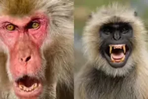 नियमों के जाल में फंसे लाल बंदर: न वन विभाग, न नगर निगम, कोई जिम्मेदारी नहीं