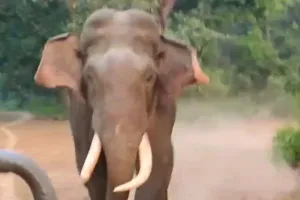 अमानगढ़ टाइगर रिजर्व में सफारी के दौरान तस्कर ने किया जिप्सी का पीछा, पर्यटक सहमे-मौके पर जिप्सी चालक की सूझबूझ ने बचाई जान