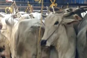 UP में गोकशी को लेकर एक्शन तेज, तीन आरोपी मुठभेड़ के बाद गिरफ्तार