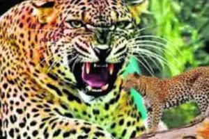 बहराइच में नहीं थम रहा तेंदुए का हमला, फिर किसान बना शिकार