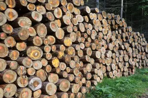 UP: सरकारी भूमि पर काट डाले 44 पेड़...दो लोगों के खिलाफ रिपोर्ट दर्ज