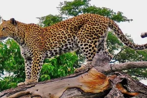 Moradabad: कांठ में तेंदुए का जोड़ा दिखाई देने से ग्रामीणों में दहशत