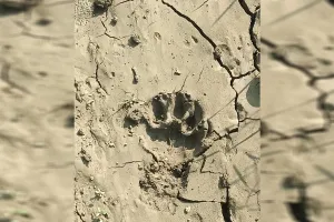 UP: धर्मपुर उत्तरी के जंगल में तेंदुआ दिखने से किसानों में फैली दहशत