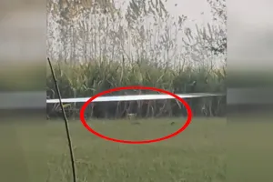 UP: करीमपुर के जंगल में शावकों संग मादा तेंदुआ की चहलकदमी से दहशत