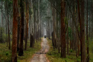 Bareilly: तोहफा...बरेली में ईको टूरिज्म का केंद्र बनेगा नगर वन