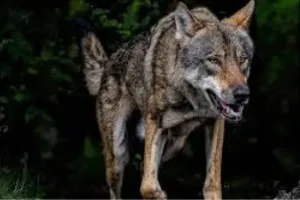  मासूम को लेकर गायब हो गया भेड़िया: माँ के पीछा करने के बाद घने कोहरे में ओझल, वन विभाग की खोजबीन जारी 