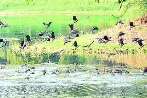 यूपी में इको टूरिज्म को नई दिशा देने की तैयारी, 52 वेटलैंड्स पर होगा पर्यटन विकास