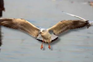  त्रिवेणी संगम तट हुआ गुलजार ...  पर्यटकों-श्रद्धालुओं के लिए आकर्षण बना साइबेरियन बर्ड्स ग्रुप, इतने दिनों तक रहेगा डेरा 