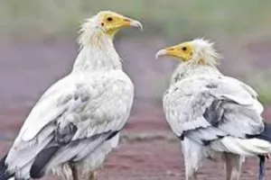  White Vulture: लुप्तप्राय जीवों को बचाने की दिशा में अहम कदम, हरिद्वार में WWF India ने सफेद गिद्ध को जंगल में छोड़ा