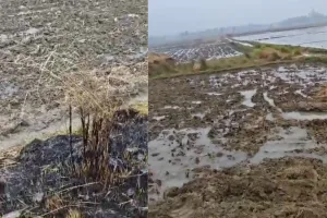 अमेठी में नहर कटने से 70 बीघा फसल जलमग्न...  किसानो का आरोप, विभाग की लापरवाही से बर्बाद हुई फसल 