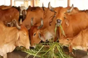 प्रदेश में लागू होगा गोशालाओं की निगरानी का अयोध्या मॉडल:  मुख्यालय से की जा रही निगरानी, अव्यवस्था व असुरक्षा का भय नहीं