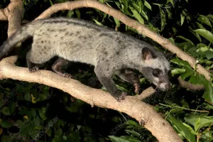  जंगल की दुनिया: सिवेट पाम- भारत का रहस्यमयी निशाचर जीव