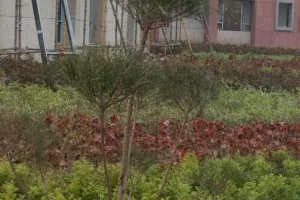 10 हजार पौधे से बढ़ेगी प्रेरणा स्थल की शोभा:  कार्यक्रम की तैयारी तेज, LDA उद्यान विभाग ने शुरू किया कार्य