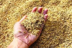  यूपी में धान खरीद का नया रिकॉर्ड...25 लाख मीट्रिक टन का आंकड़ा पार, 4 लाख से अधिक किसानों को मिला फायदा 