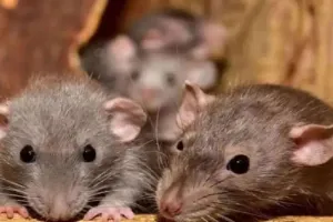 उत्तराखंड :  हरिद्वार जिला अस्पताल में बड़ी लापरवाही, शव को चूहे ने कुतरा, घटना को लेकर परिजनों ने किया हंगामा