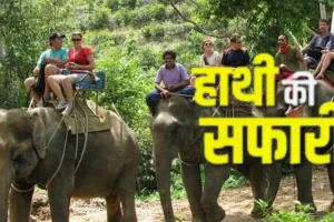   छह साल बाद हाथी सफारी की वापसी:  ढिकाला और बिजरानी जोन में रोमांचक सैर, उत्तराखंड हाईकोर्ट ने लगायी थी रोक 
