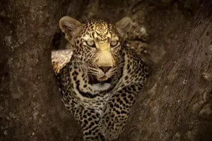 अब तेंदुआ ने महिला को बनाया अपना शिकार, नैनीताल के घने जंगल में मिला शव