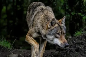 बाल-बाल बचा मासूम... बहराइच में 6 साल के बच्चे पर भेड़िये का हमला, परिजनों के शोर से जंगल में वापस उलटे पांव दौड़ा 