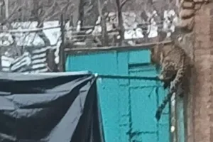  जम्मू-कश्मीर के अनंतनाग में CRPF कैंप में घुसा तेंदुआ, जवानों पर किया हमला, एक घायल 