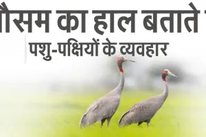 मौसम का हाल बताते हैं पशु-पक्षीयों के व्यवहार