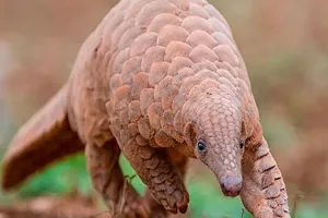  जंगल की दुनिया: भारतीय पैंगोलिन, वन्य संपदा का अनमोल प्रहरी 