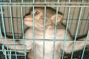 लखनऊ : इन लाल मुंह वाले बंदरों का रखवाला कौन? 