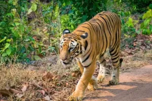 बाघ के हमले से मजदूर की मौत :  3 घंटे में किया ट्रेंकुलाइज, देर रात रेस्क्यू कर भेजा Dhela Rescue Center 