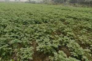 UP: कोहरा-पाला से आलू-सरसों की फसल हो रहीं खराब, झुलसने और सूखने लगीं पत्तियां