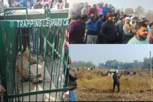 अंबेडकरनगर में पकड़ा गया सुलतानपुर से भागा तेंदुआ : रेस्क्यू के दौरान आबादी में घुसा, कई घंटे चला ऑपरेशन