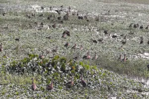 बाराबंकी : दूर-दराज के देशों से आए प्रवासी पक्षियों की चहचहाहट से झीलें हुईं गुलजार, कलरव से गूंजा माहौल