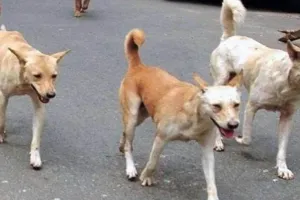 Moradabad: सुप्रीम आदेश के बाद कुत्तों और छुट्टा पशुओं से निजात की जगी आस