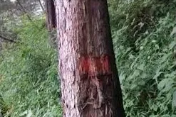 काठगोदाम-नैनीताल हाईवे टू-लेन बनाने के लिए कटेंगे 17,297 पेड़     