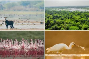 भारत की हरियाली को नई पहचानः यूपी और गुजरात की आर्द्रभूमि को मिला रामसर टैग...  प्रधानमंत्री मोदी ने की सराहना 