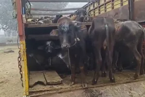 Kaushambi News: कौशांबी में दो पशु तस्कर गिरफ्तार, 63 पशु बरामद