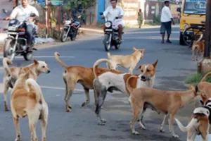 बहराइचः आवारा कुत्तों ने दो मासूमों समेत तीन लोगों पर किया हमला 