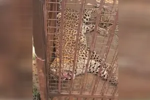 UP: बिजनौर में आतंक का पर्याय बन चुके गुलदारों के लिए गन्ने की फसल मुफीद