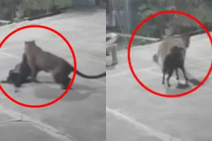 रामनगर में भाजपा नेता के घर में घुसा तेदुंआ,  पालतू कुत्ते पर हमला, CCTV में कैद हुई घटना 