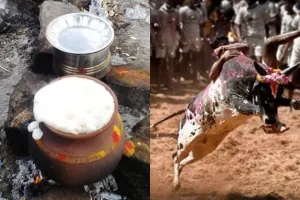 पोंगल :  तमिल परंपरा का जीवंत उत्सव 