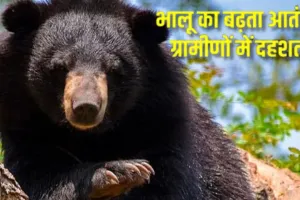 चमोली में बढ़ा भालू का आतंक,  युवक पर हमले के बाद से दहशत का माहौल, एयरलिफ्ट कर घायल को भेजा गया एम्स ऋषिकेश