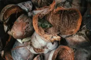  लौह-इस्पात उद्योग में छिलके से बायोचार:  एक टिकाऊ विकल्प बनेगा हरा नारियल, 2070 तक नेट जीरो का लक्ष्य  