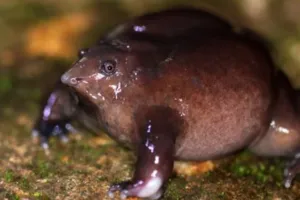 जंगल की दुनिया:  पर्पल फ्रॉग (बैंगनी मेढक): धरती का रहस्यमय जीव