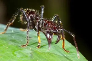 जंगल की दुनिया : छोटे शरीर में बड़ी सजा, बुलेट चींटी का डंक 