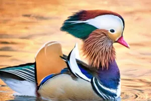  जंगल की दुनिया :  मंदारिन बत्तख, पंखों पर उतरती वसंत ऋतु